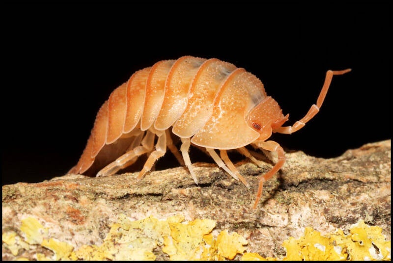 Armadillidium pallasii 'orange'