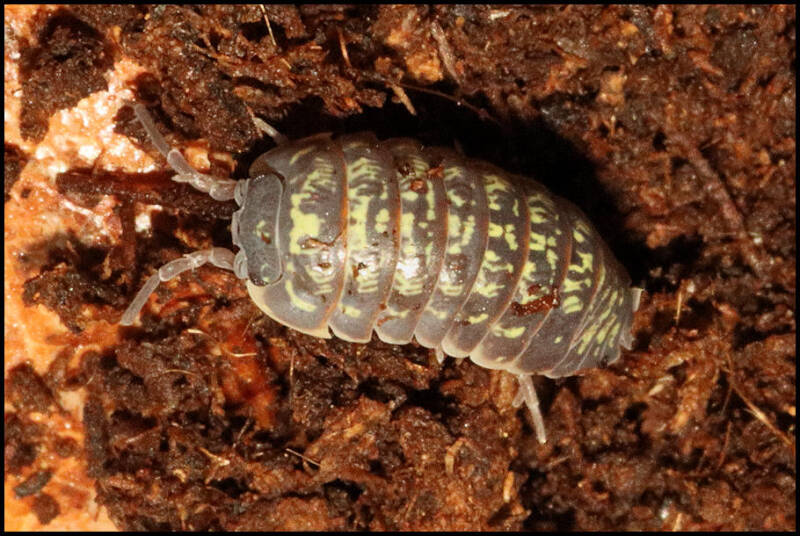 Armadillidium pictum