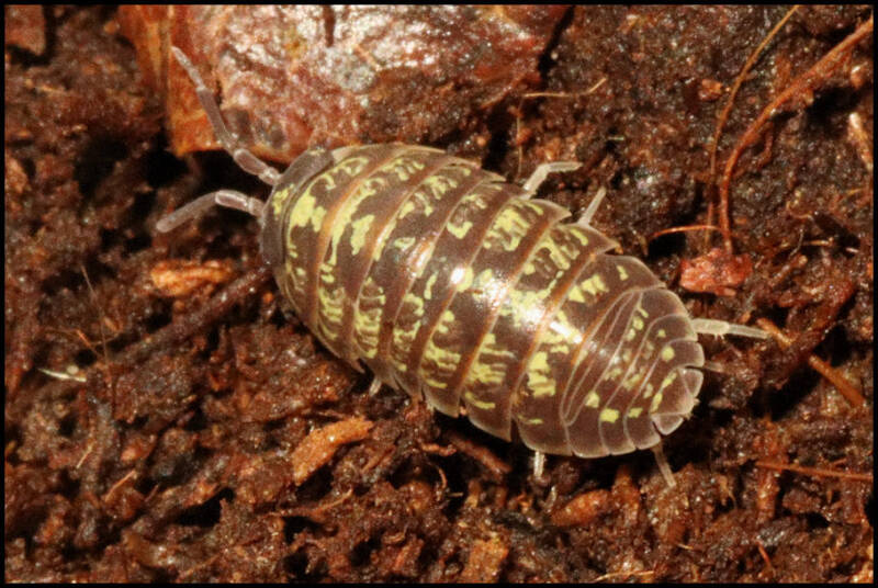 Armadillidium pictum