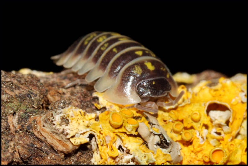 Armadillidium ruffoi