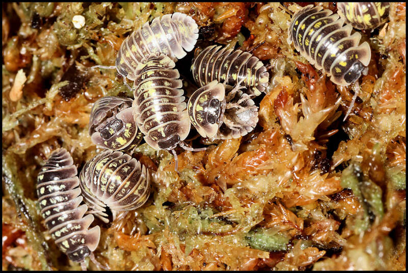 Armadillidium ruffoi