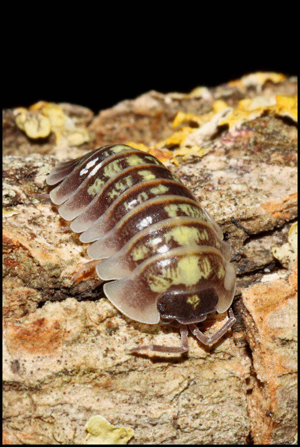 Armadillidium ruffoi