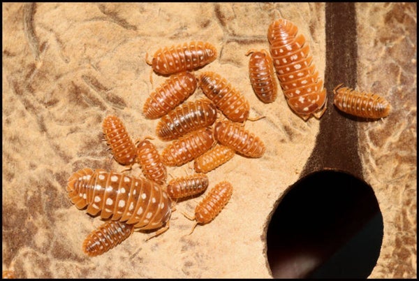 13 x Armadillidium werneri "orange"