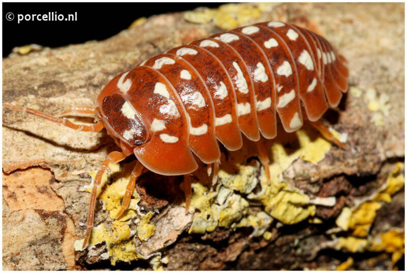 Armadillidium werneri "orange"