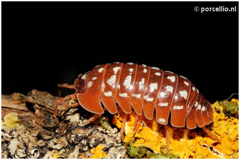 Armadillidium werneri "orange"