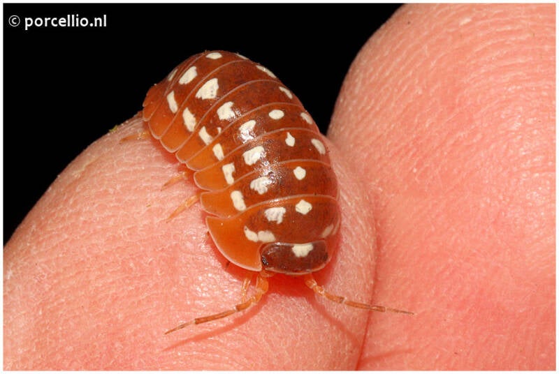 Armadillidium werneri