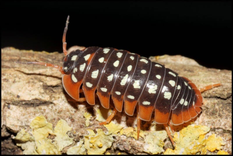Armadillidium werneri "Orange"