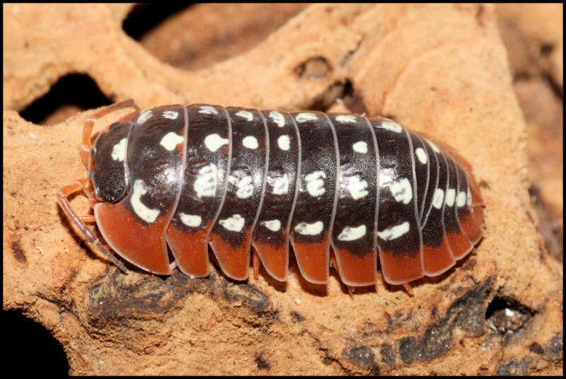 Armadillidium werneri