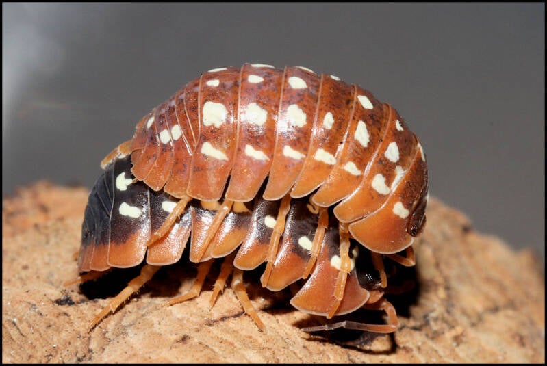 Armadillidium werneri