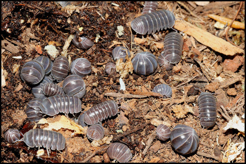 Armadillo officinalis 'Greece'