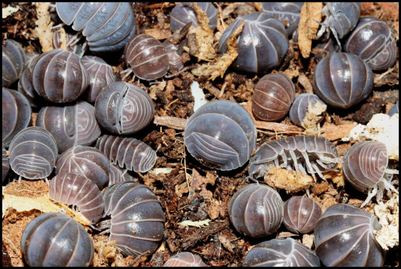 Armadillo officinalis 'Greece'