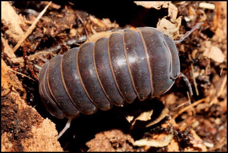 Armadillo officinalis 'Greece'