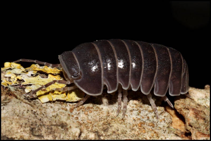 Armadillo officinalis 'Greece'