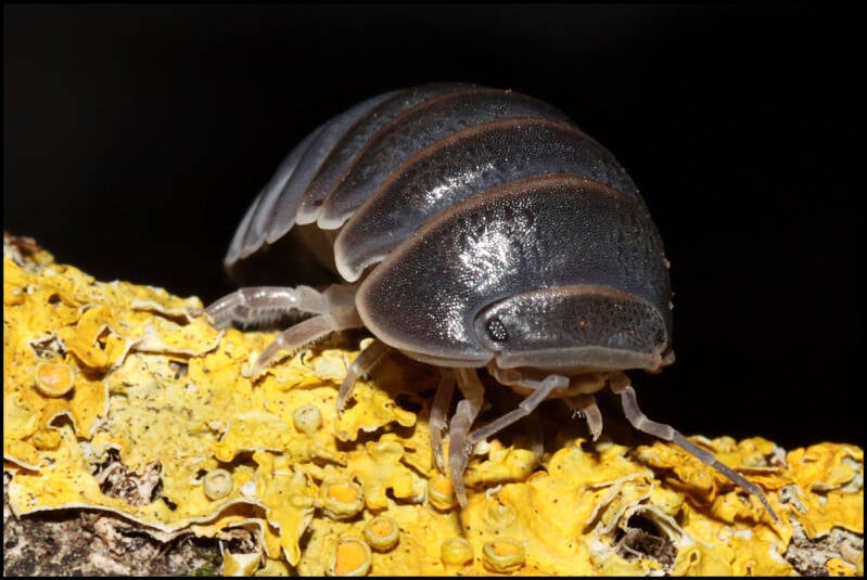 Armadillo officinalis 'Greece'
