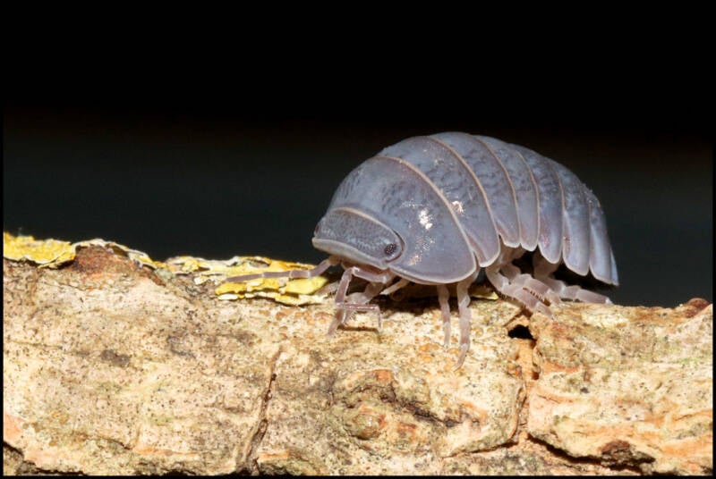 Armadillo officinalis 'Greece'