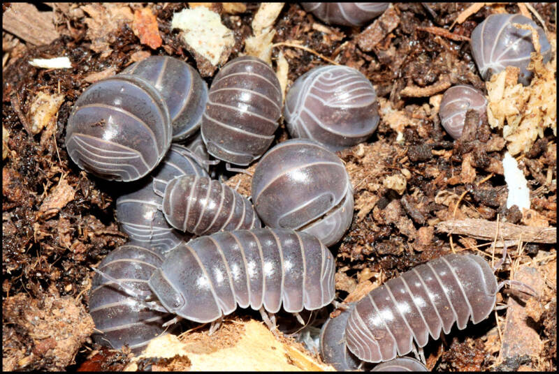 Armadillo officinalis 'Greece'