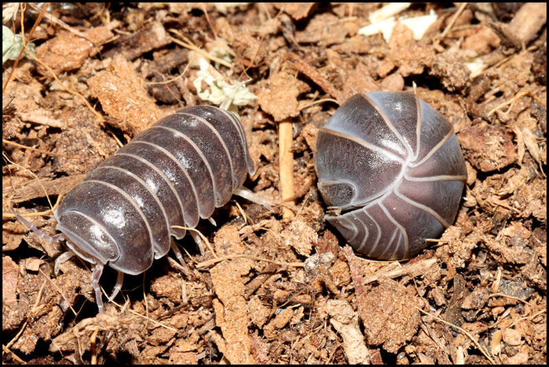 Armadillo officinalis 'Greece'