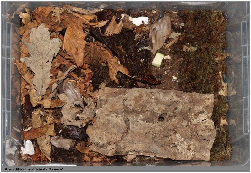 Armadillo officinalis 'Greece'