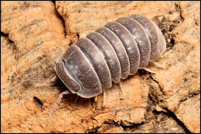 Armadillo tuberculatus