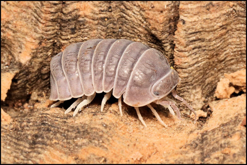 Armadillo tuberculatus