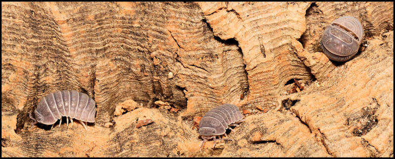 Armadillo tuberculatus
