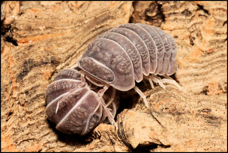 Armadillo tuberculatus