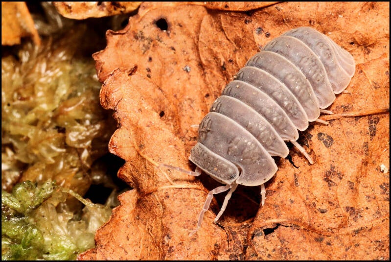 Armadillo tuberculatus