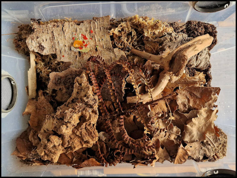 Bak van Merulanella spec. 'ember bee'