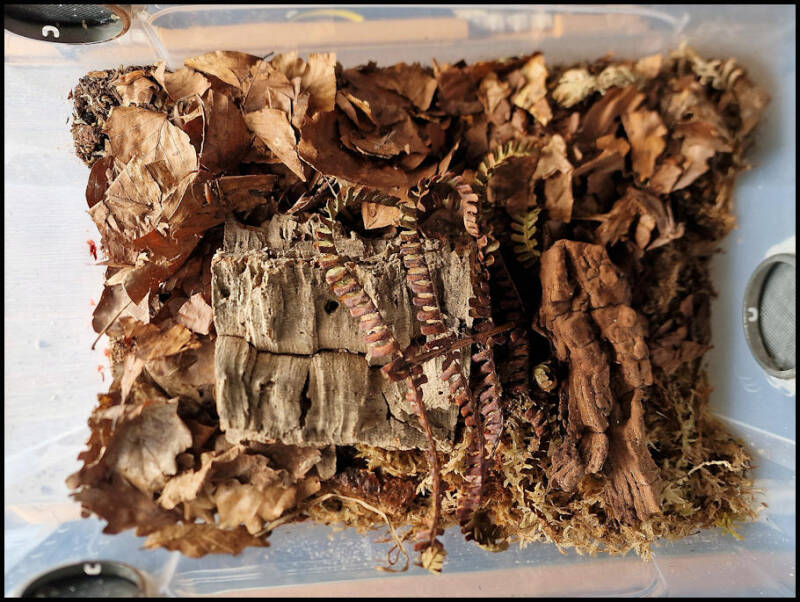 Bak van Merulanella spec. 'red diablo'