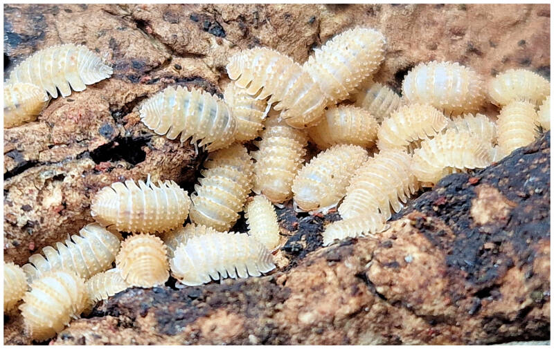 Cristarmadillidium muricatum