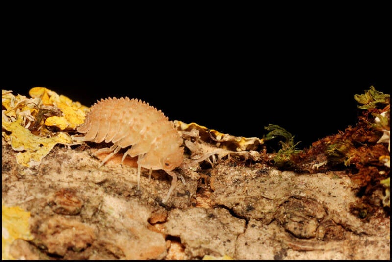 Cristarmadillidium muricatum