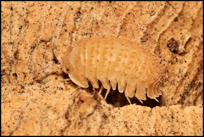 Cristarmadillidium muricatum