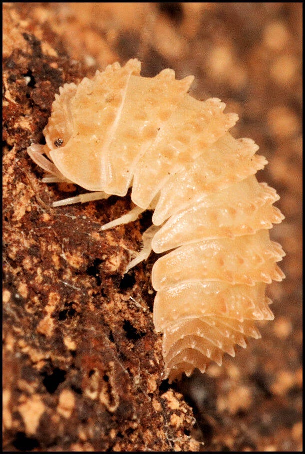 Cristarmadillidium muricatum