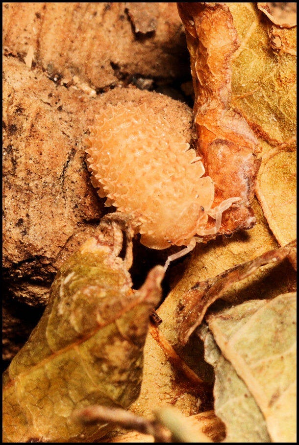 Cristarmadillidium muricatum