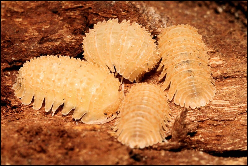 Cristarmadillidium muricatum