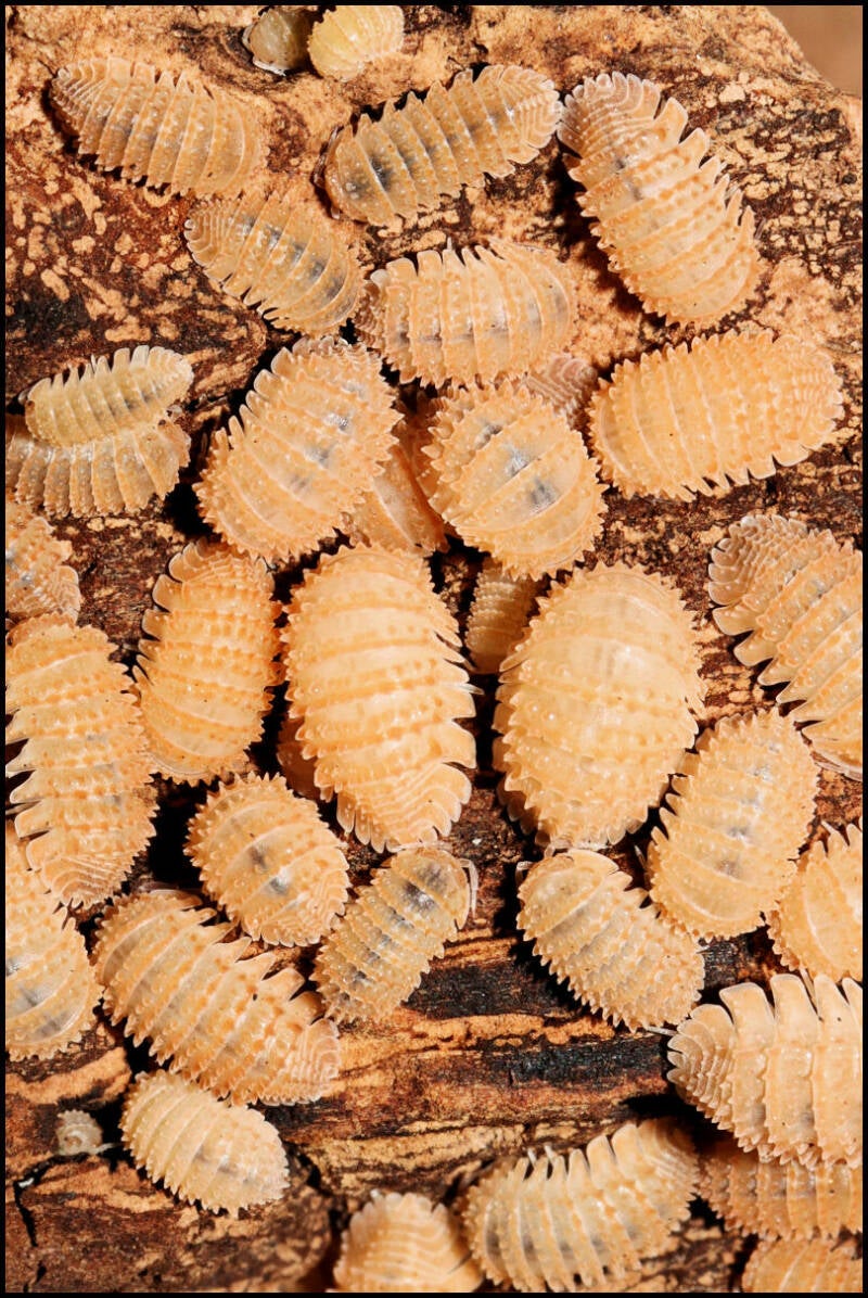 Cristarmadillidium muricatum