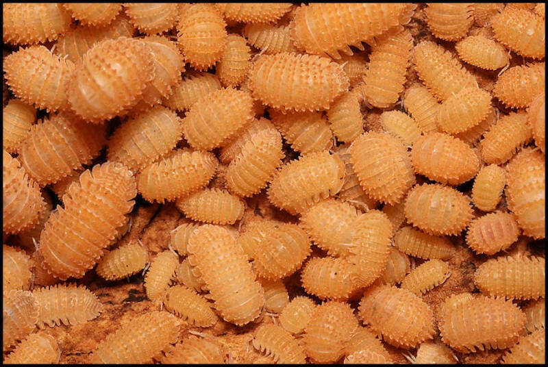 Cristarmadillidium muricatum