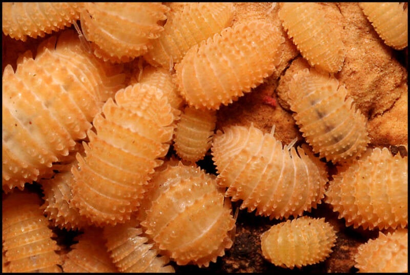 Cristarmadillidium muricatum