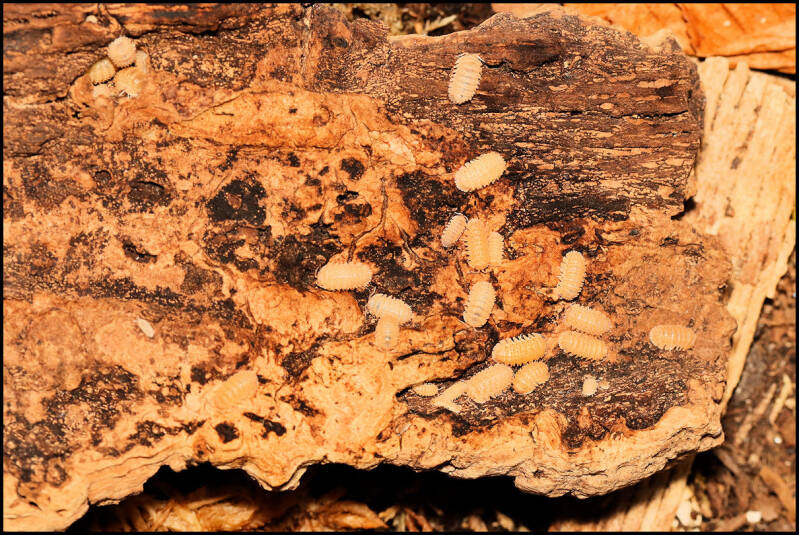 Cristarmadillidium muricatum