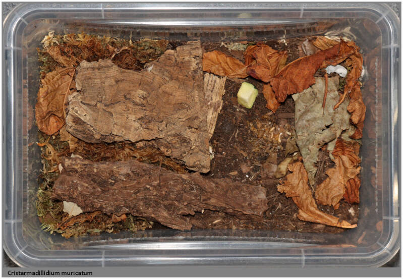 Cristarmadillidium muricatum