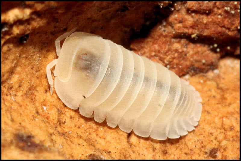 Cubaris mandarin 'glacier'