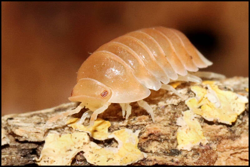 Cubaris spec. 'panda king - citrus'