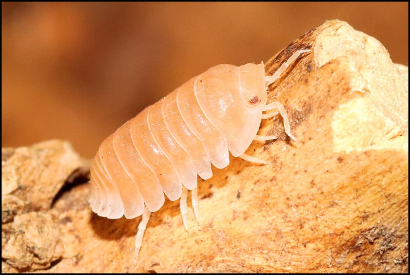 Cubaris spec. 'panda king - citrus'