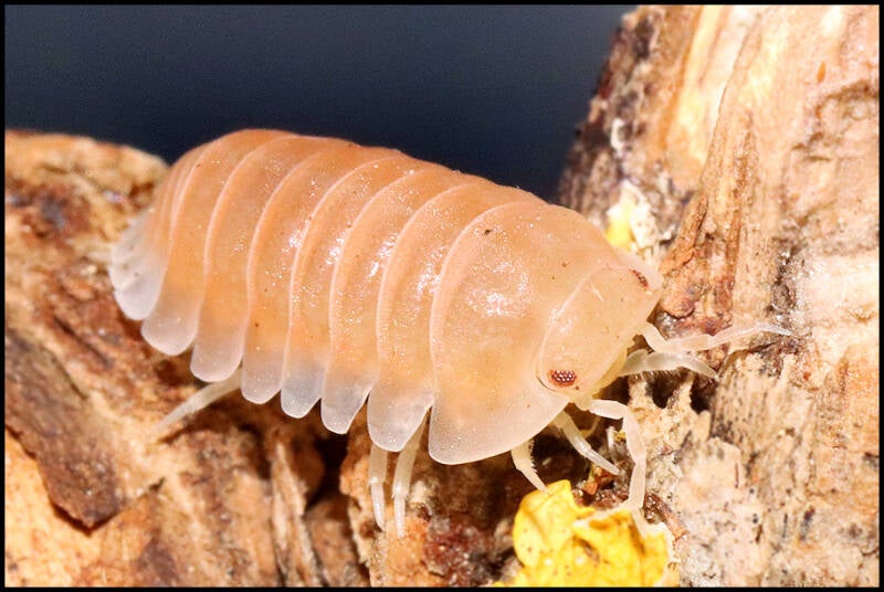 Cubaris spec. 'panda king - citrus'