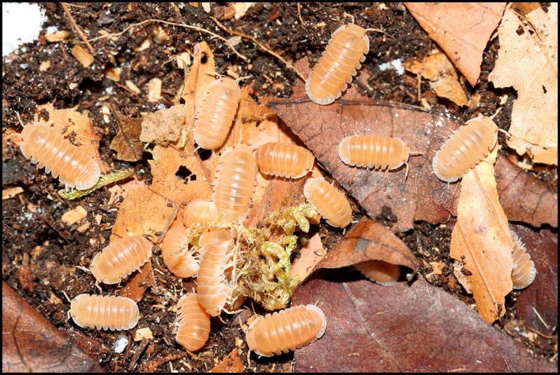 Cubaris spec. 'panda king - citrus'