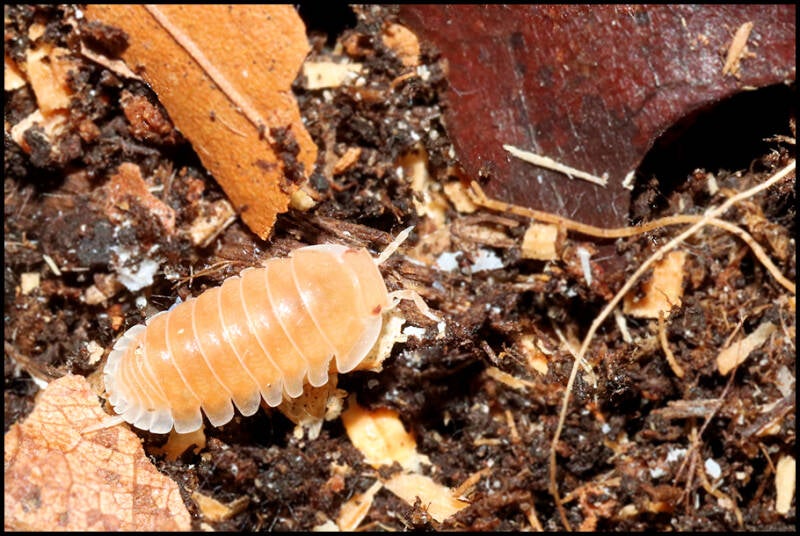 Cubaris spec. 'panda king - citrus'