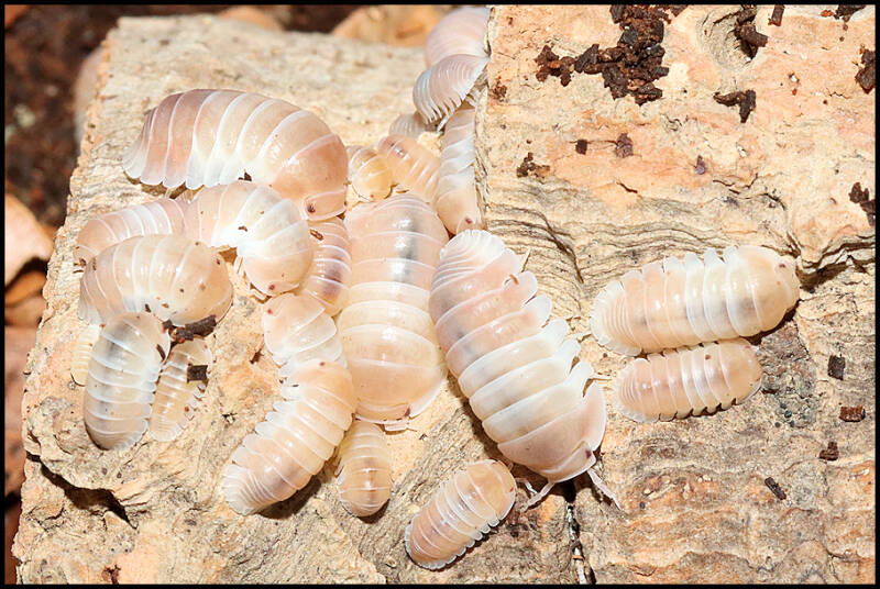 Cubaris spec. 'panda king pink'