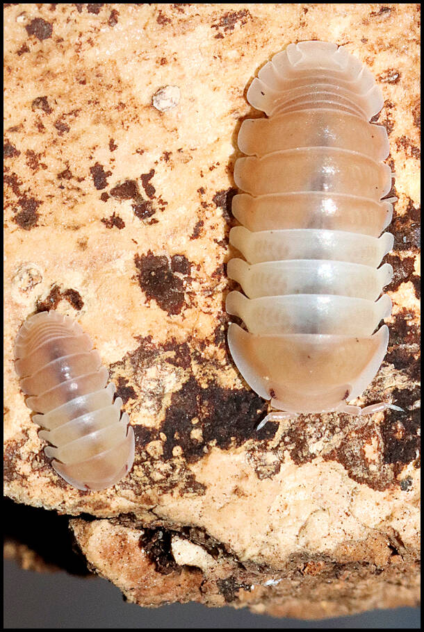 Cubaris spec. 'panda king pink'