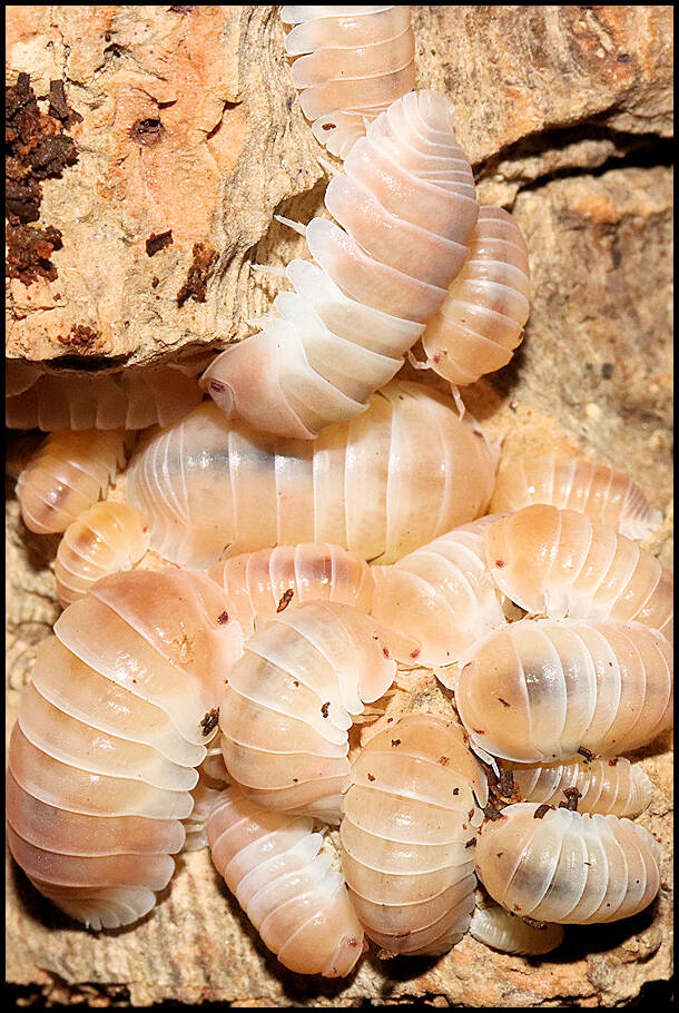 Cubaris spec. 'panda king pink'