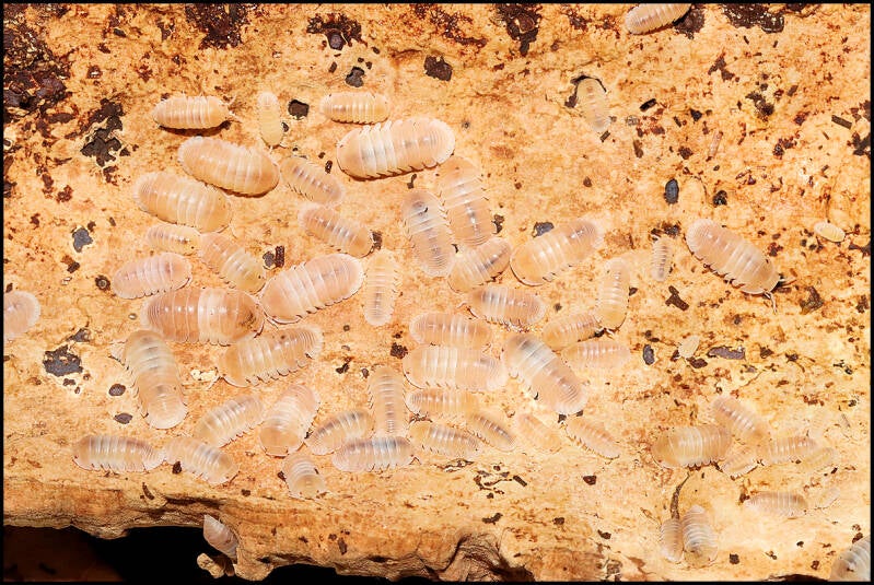 Cubaris spec. 'panda king pink'